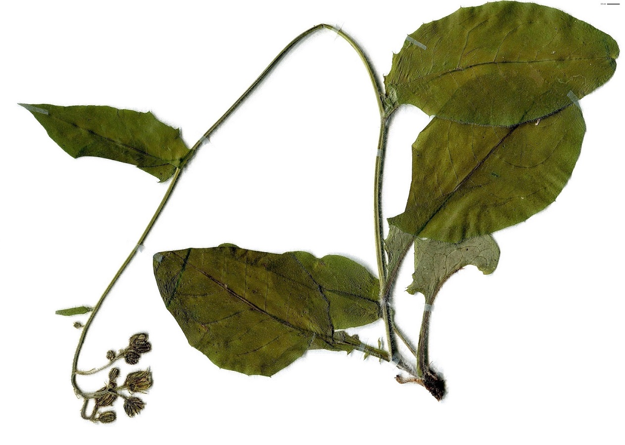 Hieracium umbrosum (Asteraceae)